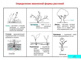 Определение жизненной формы растений Столон- видоизменённый подземный побег на к