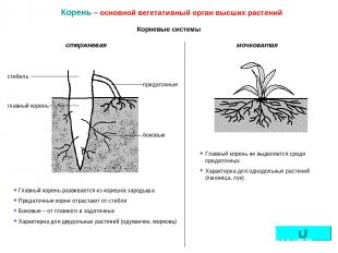 Корень – основной вегетативный орган высших растений Корневые системы Главный ко