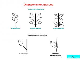 Определение листьев Листорасположение Прикрепление к стеблю