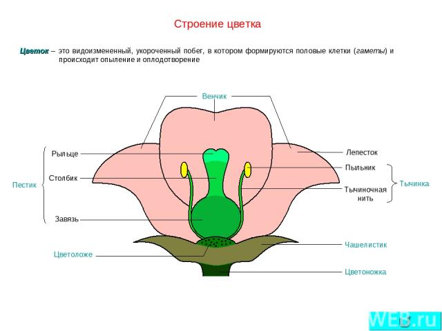 Строение цветка Цветок – это видоизмененный, укороченный побег, в котором формируются половые клетки (гаметы) и происходит опыление и оплодотворение