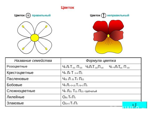 Цветок правильный неправильный Цветок Цветок Название семейства Формула цветка Розоцветные Ч5 Л5 Т П Ч5Л5Т П Ч5 +5Л5Т П Крестоцветные Ч4 Л4 Т 2+4 П1 Пасленовые Ч(5) Л (5) Т5 П(2) Бобовые Ч5 Л1+2+(2) Т( 9)+1 П1 Сложноцветные Ч0 Л(5) Т(5) П(2) -трубча…