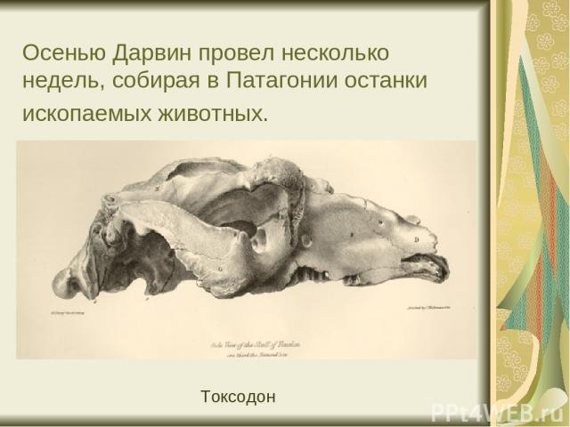 Осенью Дарвин провел несколько недель, собирая в Патагонии останки ископаемых животных.                                                                             Токсодон