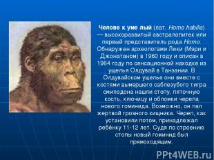 Челове к уме лый (лат. Homo habilis) — высокоразвитый австралопитек или первый п