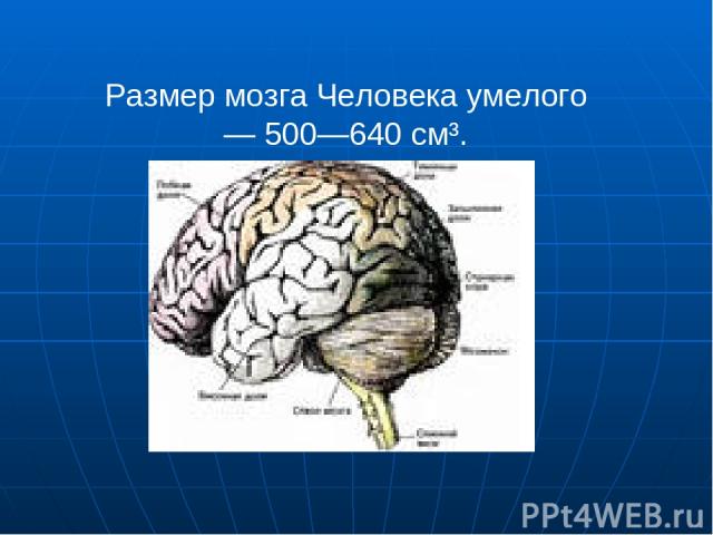 Размер мозга Человека умелого  — 500—640 см³.
