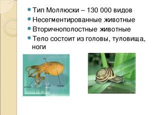 Тип Моллюски – 130 000 видов Несегментированные животные Вторичнополостные живот
