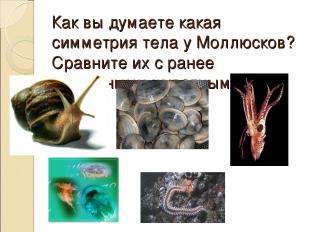 Как вы думаете какая симметрия тела у Моллюсков? Сравните их с ранее изученными