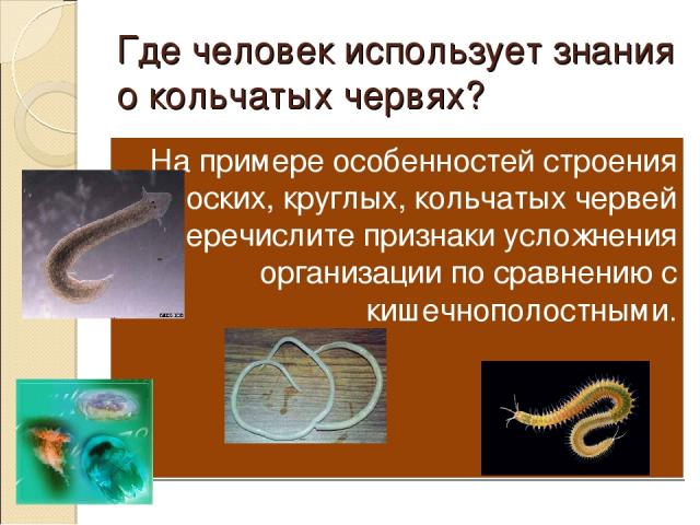 Где человек использует знания о кольчатых червях? На примере особенностей строения плоских, круглых, кольчатых червей перечислите признаки усложнения организации по сравнению с кишечнополостными.