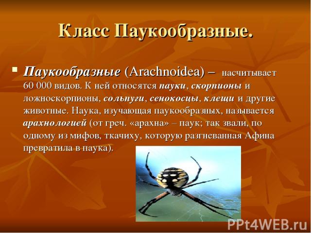 Класс Паукообразные. Паукообразные (Arachnoidea) – насчитывает 60 000 видов. К ней относятся пауки, скорпионы и ложноскорпионы, сольпуги, сенокосцы, клещи и другие животные. Наука, изучающая паукообразных, называется арахнологией (от греч. «арахна» …