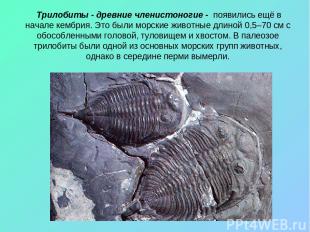 Трилобиты - древние членистоногие - появились ещё в начале кембрия. Это были мор