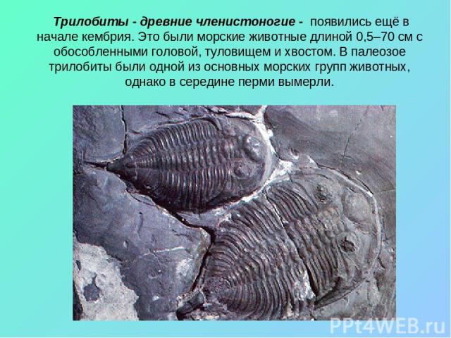 Трилобиты - древние членистоногие - появились ещё в начале кембрия. Это были морские животные длиной 0,5–70 см с обособленными головой, туловищем и хвостом. В палеозое трилобиты были одной из основных морских групп животных, однако в середине перми …