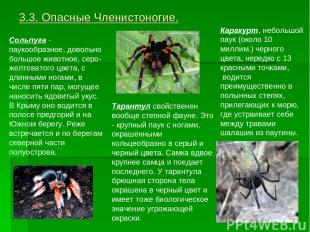 3.3. Опасные Членистоногие. Сольпуга - паукообразное, довольно большое животное,