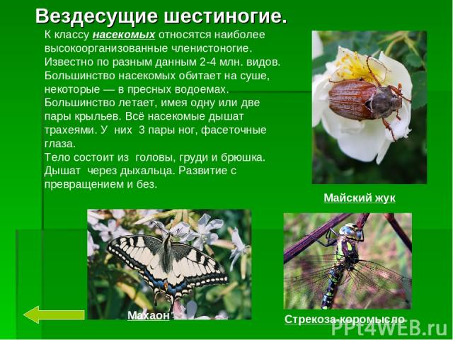 Вездесущие шестиногие. Майский жук Стрекоза-коромысло Махаон К классу насекомых относятся наиболее высокоорганизованные членистоногие. Известно по разным данным 2-4 млн. видов. Большинство насекомых обитает на суше, некоторые — в пресных водоемах. Б…