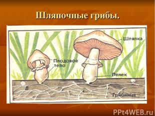 Шляпочные грибы.