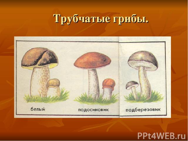 Трубчатые грибы.