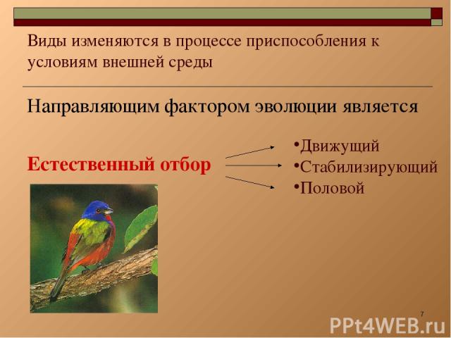 * Виды изменяются в процессе приспособления к условиям внешней среды Направляющим фактором эволюции является Естественный отбор Движущий Стабилизирующий Половой