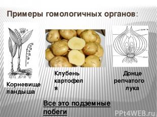 Примеры гомологичных органов: Корневище ландыша Клубень картофеля Донце репчатог
