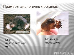 Примеры аналогичных органов: Крот (млекопитающее) Медведка (насекомое)