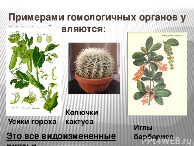 Примерами гомологичных органов у растений являются: Усики гороха Иглы барбариса Колючки кактуса Это все видоизмененные листья