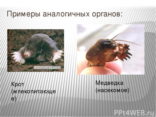 Примеры аналогичных органов: Крот (млекопитающее) Медведка (насекомое)