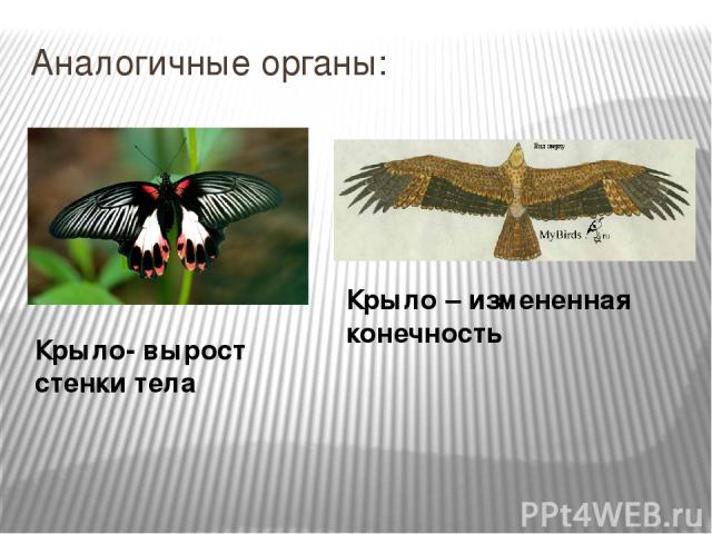 Аналогичные органы: Крыло- вырост стенки тела Крыло – измененная конечность