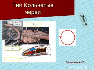 * Тип Кольчатые черви Бондаренкова Т.Н.
