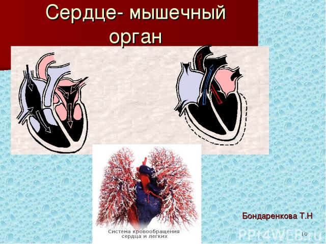 * Сердце- мышечный орган Бондаренкова Т.Н