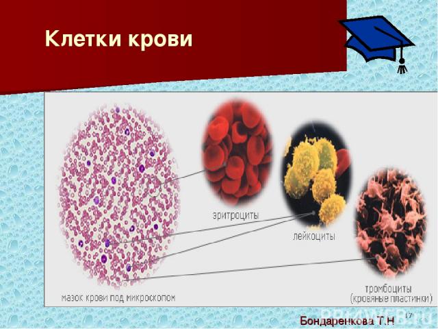 * Клетки крови Бондаренкова Т.Н