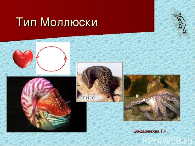 * Тип Моллюски Бондаренкова Т.Н.