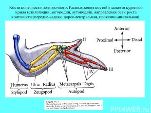 Кости конечности позвоночного. Расположение костей в скелете куриного крыла (сти