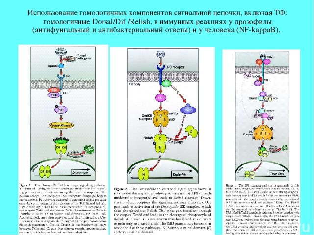 Использование гомологичных компонентов сигнальной цепочки, включая ТФ: гомологичные Dorsal/Dif /Relish, в иммунных реакциях у дрозофилы (антифунгальный и антибактериальный ответы) и у человека (NF-kappaB).
