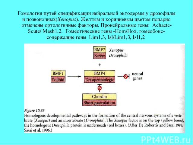 Гомология путей спецификации нейральной эктодермы у дрозофилы и позвоночных(Xenopus). Желтым и коричневым цветом попарно отмечены ортологичные факторы. Пронейральные гены: Achaete-Scute/ Mash1,2. Гомеотические гены -Hom/Hox, гомеобокс-содержащие ген…