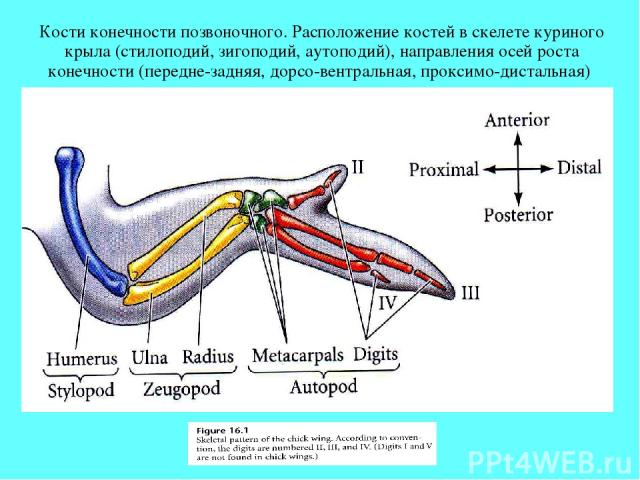 Кости конечности позвоночного. Расположение костей в скелете куриного крыла (стилоподий, зигоподий, аутоподий), направления осей роста конечности (передне-задняя, дорсо-вентральная, проксимо-дистальная)