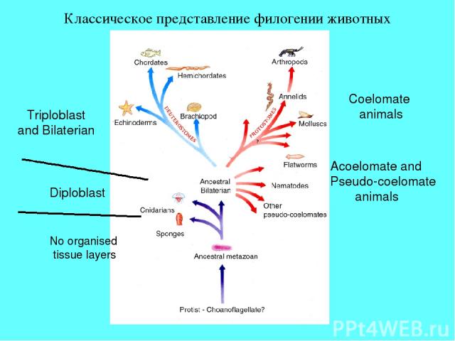 Классическое представление филогении животных Diploblast Triploblast and Bilaterian Coelomate animals Acoelomate and Pseudo-coelomate animals No organised tissue layers