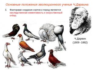 Основные положения эволюционного учения Ч.Дарвина Ч.Дарвин (1809 -1882) Факторам