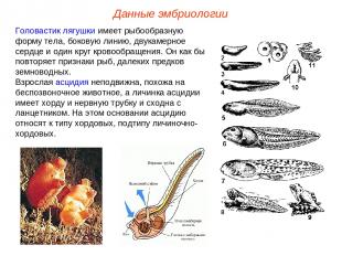 Головастик лягушки имеет рыбообразную форму тела, боковую линию, двукамерное сер
