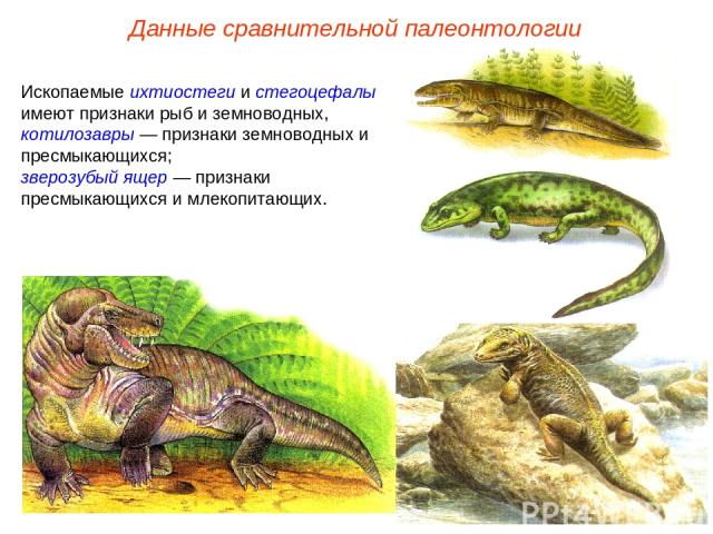 Ископаемые ихтиостеги и стегоцефалы имеют признаки рыб и земноводных, котилозавры — признаки земноводных и пресмыкающихся; зверозубый ящер — признаки пресмыкающихся и млекопитающих. Данные сравнительной палеонтологии