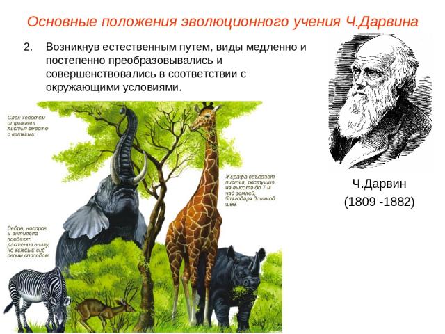 Основные положения эволюционного учения Ч.Дарвина Ч.Дарвин (1809 -1882) Возникнув естественным путем, виды медленно и постепенно преобразовывались и совершенствовались в соответствии с окружающими условиями.