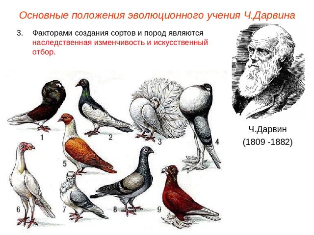 Основные положения эволюционного учения Ч.Дарвина Ч.Дарвин (1809 -1882) Факторами создания сортов и пород являются наследственная изменчивость и искусственный отбор.