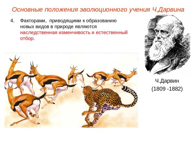 Основные положения эволюционного учения Ч.Дарвина Ч.Дарвин (1809 -1882) Факторами, приводящими к образованию новых видов в природе являются наследственная изменчивость и естественный отбор.