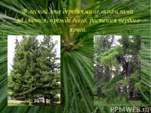 В лесной зоне деревьями-гелиофилами являются, прежде всего, растения первого яру