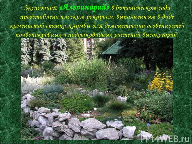 Экспозиция «Альпинарий» в ботаническом саду представлена плоским рокарием, выполненным в виде каменистой стенки-клумбы для демонстрации особенностей почвопокровных и подушковидных растений высокогорий.