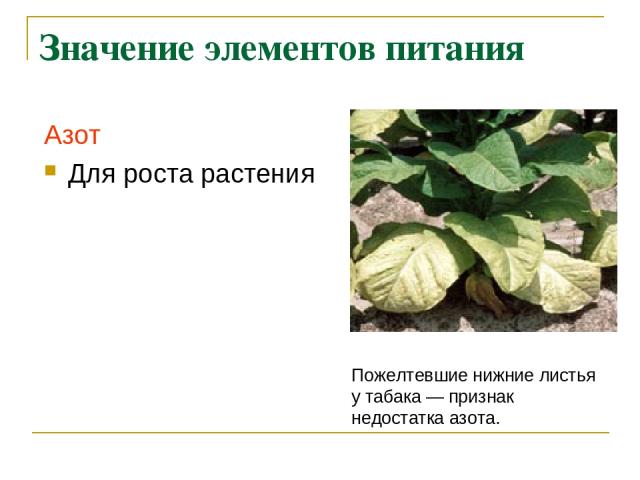 Значение элементов питания Азот Для роста растения Пожелтевшие нижние листья у табака — признак недостатка азота.