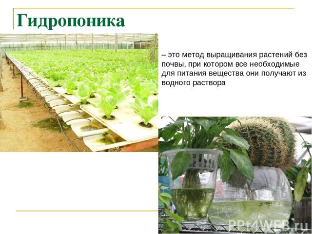 Гидропоника – это метод выращивания растений без почвы, при котором все необходимые для питания вещества они получают из водного раствора