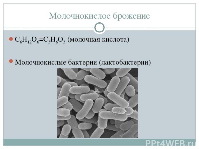 Молочнокислое брожение С6Н12О6=С3Н6О3 (молочная кислота) Молочнокислые бактерии (лактобактерии)