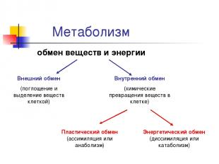 Метаболизм обмен веществ и энергии Внешний обмен (поглощение и выделение веществ