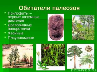 Псилофиты – первые наземные растения Древовидные папоротники Хвойные Плауновидны