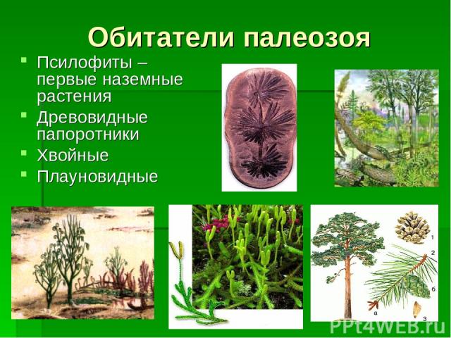 Псилофиты – первые наземные растения Древовидные папоротники Хвойные Плауновидные Обитатели палеозоя