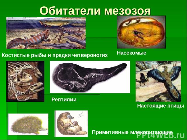 Обитатели мезозоя Костистые рыбы и предки четвероногих Насекомые Рептилии Настоящие птицы Примитивные млекопитающие