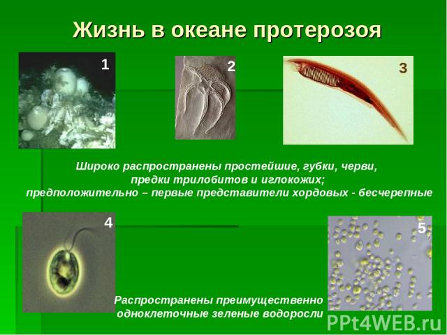 Жизнь в океане протерозоя Широко распространены простейшие, губки, черви, предки трилобитов и иглокожих; предположительно – первые представители хордовых - бесчерепные Распространены преимущественно одноклеточные зеленые водоросли 1 2 4 3 5