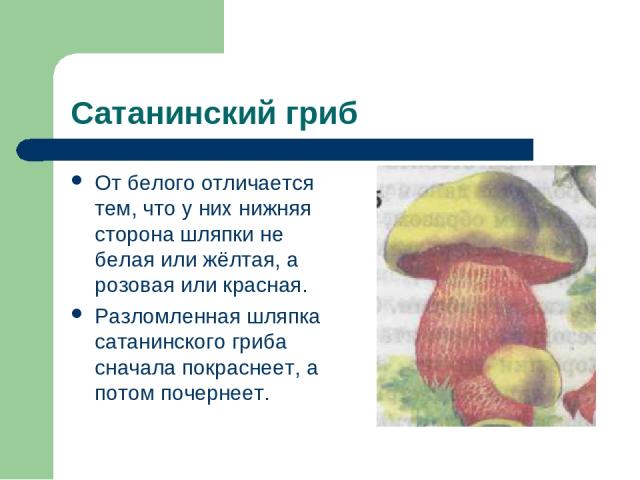 Сатанинский гриб От белого отличается тем, что у них нижняя сторона шляпки не белая или жёлтая, а розовая или красная. Разломленная шляпка сатанинского гриба сначала покраснеет, а потом почернеет.